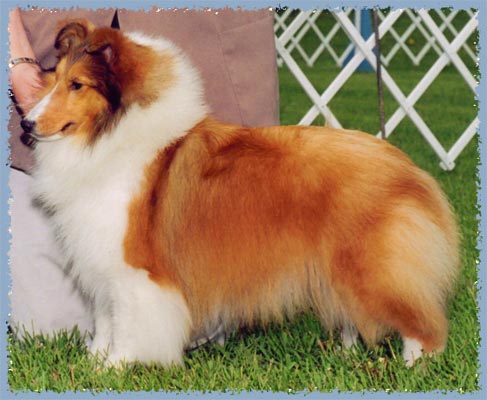 CH Woodhue Comely Kelly, photo courtesy Woodhue Shelties