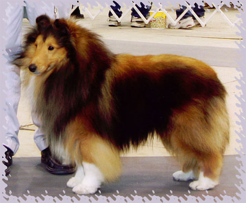 3/27/2005 - WD at Dubuque Kennel Club show