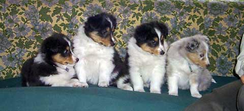 Photo of my very first litter, whelped 3/12/2000. Dallas, Shela, Aidan & Glenna.