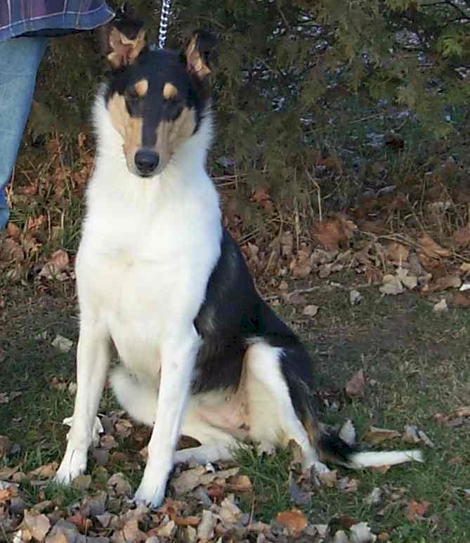 Norrie Lake's Secret Agent, "Spy," white-factored tricolor Smooth Collie