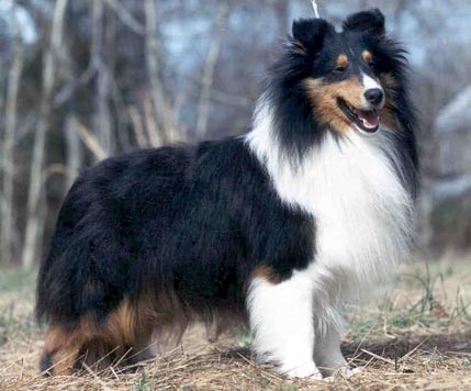 Click here to view pedigree, picture courtesy of Dundee Shelties