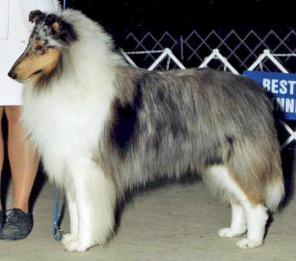 "Pirate" White-Factored Blue Merle Rough Collie