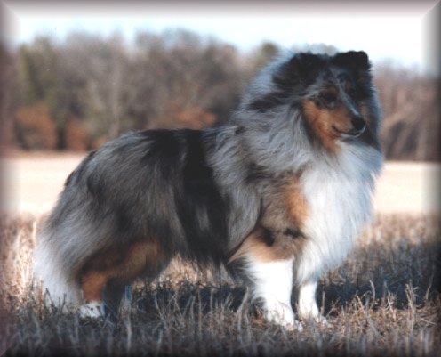 Picture courtesy of Blue Heaven Shelties