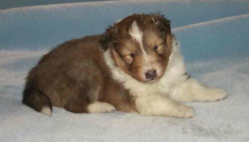 Click here to see "Prize's" page