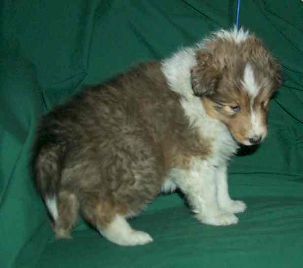 picture taken 2-12-03 at 5 weeks old